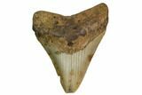 Bargain, Fossil Megalodon Tooth - North Carolina #152992-1